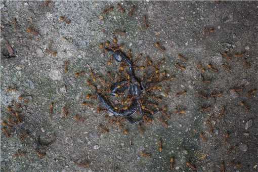 ���������ʲô