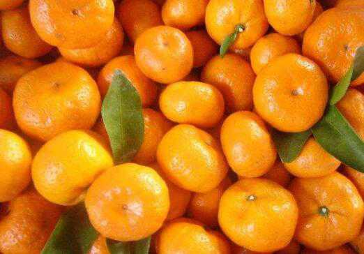 蜜桔的功效与作用禁忌有哪些