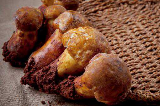 日本松茸拍卖一颗高达9.6万日元