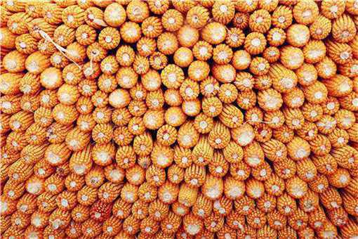 玉米价格创历史新高