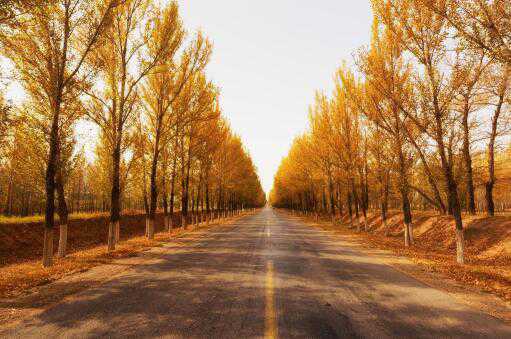 农民砍掉自己种的杨树后被判刑