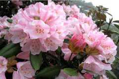 ��ͷ�ž�ʲôʱ�򿪻�������������������