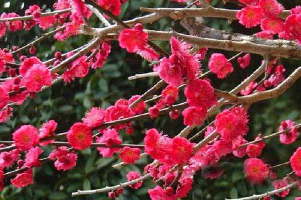 朱砂梅和骨红梅的区别主要有哪些