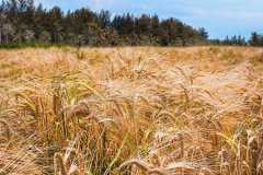 ��ֳ�����ֽոѷ��������Ǯһ̨������Щ�������ƣ�