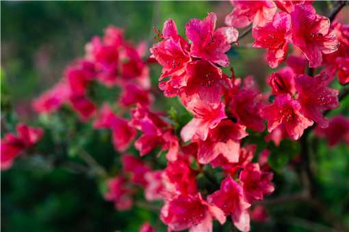杜鹃花怎么养