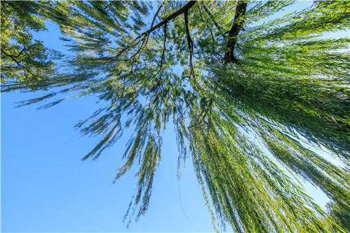 2021年柳絮什么时候飘