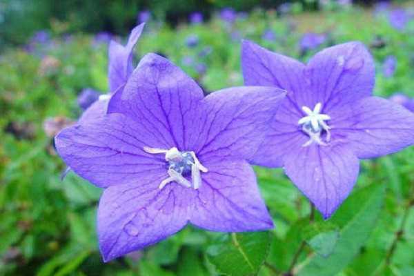 �۹��ø���ô�� ���ȷ�������Щ