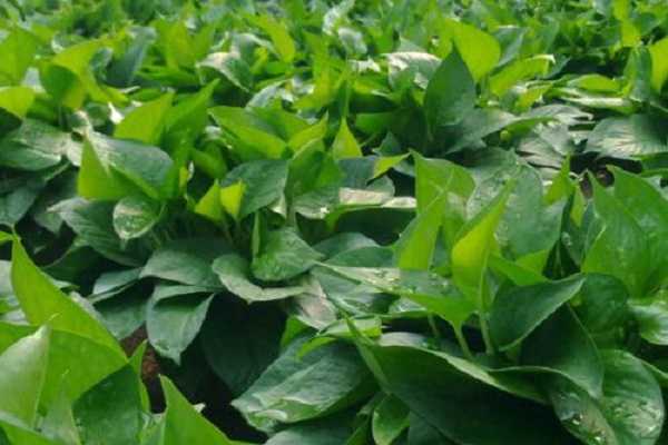 ����ʲôʱ��ˮ�� �����ܽ�ˮ����ȷ����