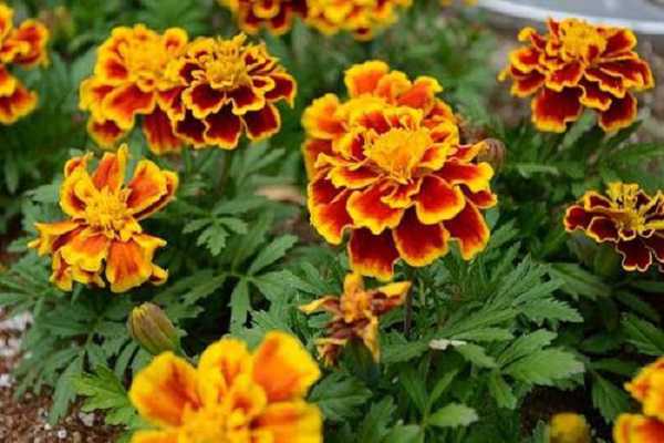 ���Կ�ȸ�ݵ���ֲ���� ʲôʱ����ֲ��