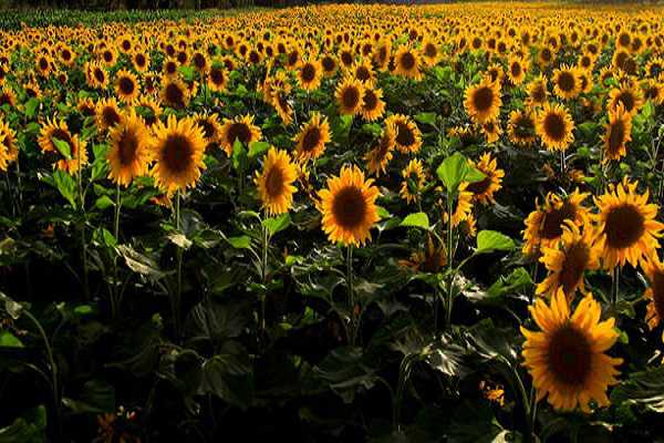 տʲôֲ һʲôʱ򿪻