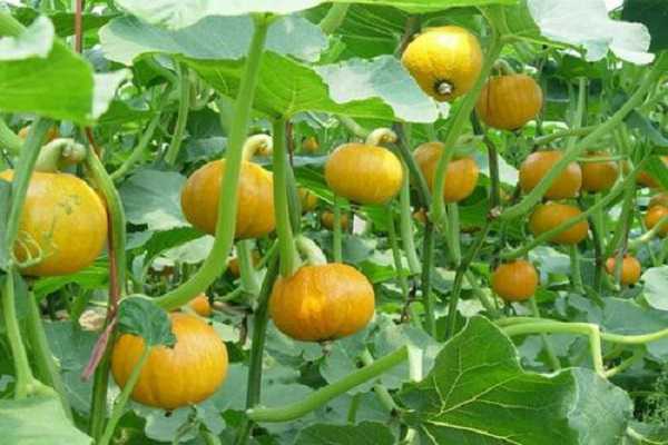 �Ϲ��ڷ۳ɹ�Ҫ���� ʲôʱ���ڷ����