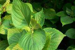 ����ʲôʱ���֣����ӵĲ��ַ���