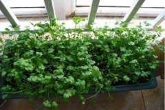 ������˳���ϸ��ʲôԭ����ô����