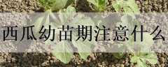 ڵĹҪעʲô
