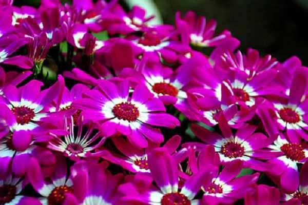 ��Ҷ��ֻ����һ���� �ǲ��Ƕ�����ֲ��