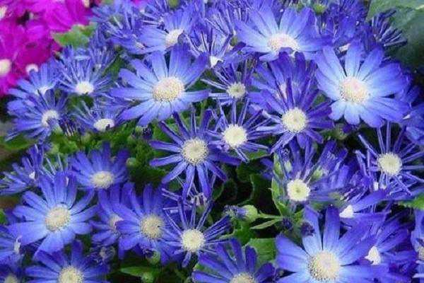 ��Ҷ��ֻ����һ���� �ǲ��Ƕ�����ֲ��