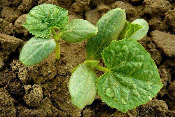 �ƹ��缸Ҷ���Ժ�