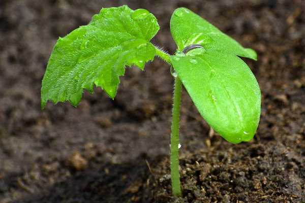 �ƹ��缸Ҷ���Ժ�