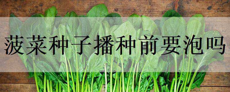 菠菜种子播种前要泡吗