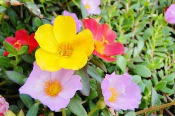 宿根太阳花的寿命有几年 养殖方法是什么