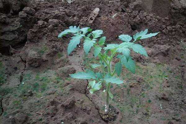 �����������Ժ���ô����