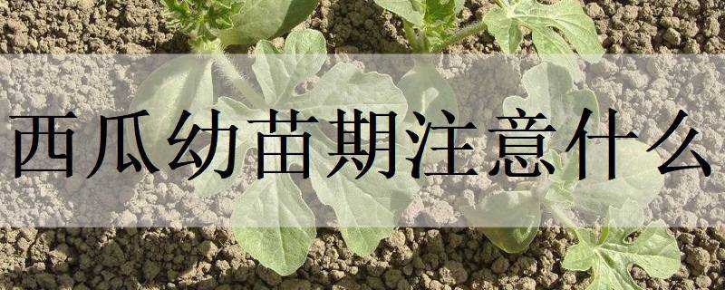 ����������ע��ʲô