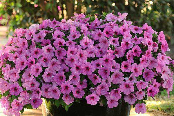 碧冬茄有多少种颜色