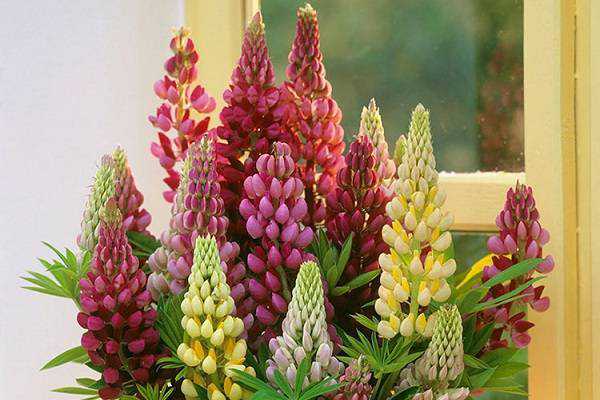 羽扇豆有几种颜色