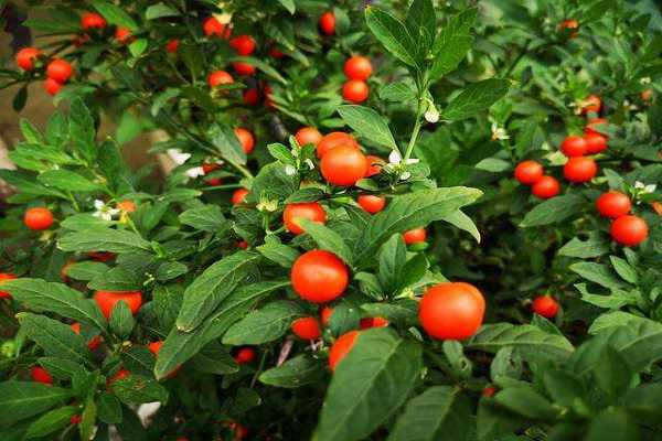 ��ɺ���ж��� ��ɺ������������