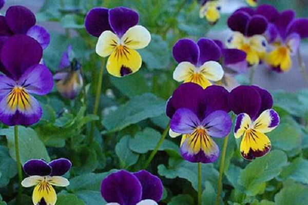 �����ڶ���Ḵ���� ��κ�������