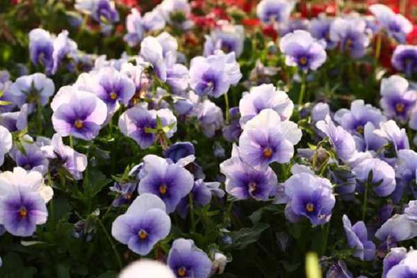 �����ڶ���Ḵ���� ��κ�������