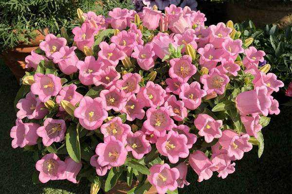 ���Է����ֻ��Ҷ�Ӳ�������ô��