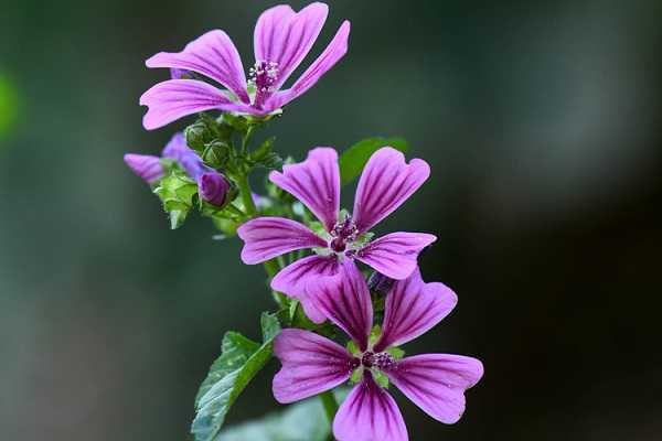 �������Խ�������ֳ������ע��������ʲô