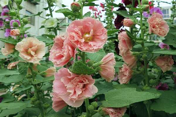 ����������һ����Գ���� �������������