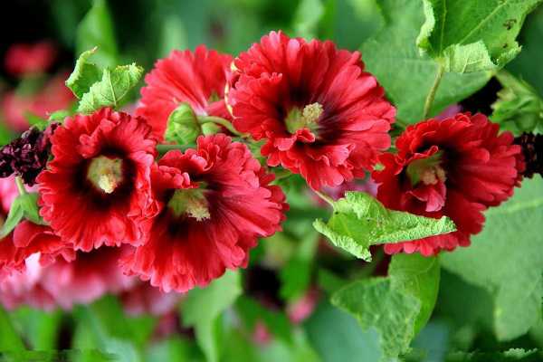 ����������һ����Գ���� �������������