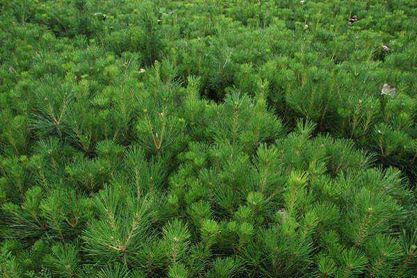 ���ɺ���β�ɵ����� ��������������