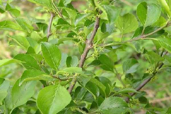 ������ͨ��ľ���ô� ��ľ�Ĳ����ص�