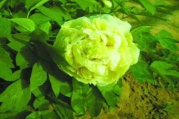 ĵ����ʲô��ɫ��� ĵ����Ʒ�ִ�ȫ