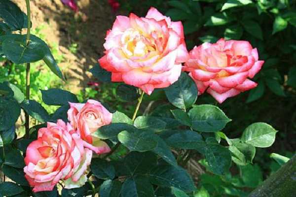 �޽��¼��ܻ������ �޽Ӷ�ÿ��Գɻ�