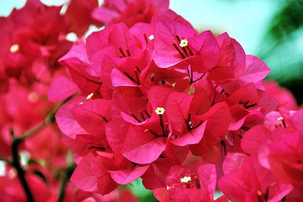 ����÷���޼�ʱ��ͷ��� ����������÷��ˮʩ��