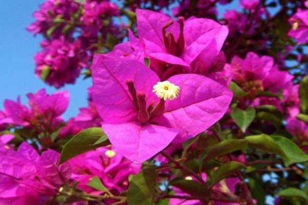 ����÷���޼�ʱ��ͷ��� ����������÷��ˮʩ��