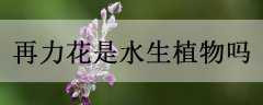 ˮֲ