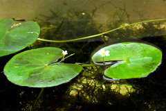 ˮ��һҶ�����ƻ���Ҷ����ô����