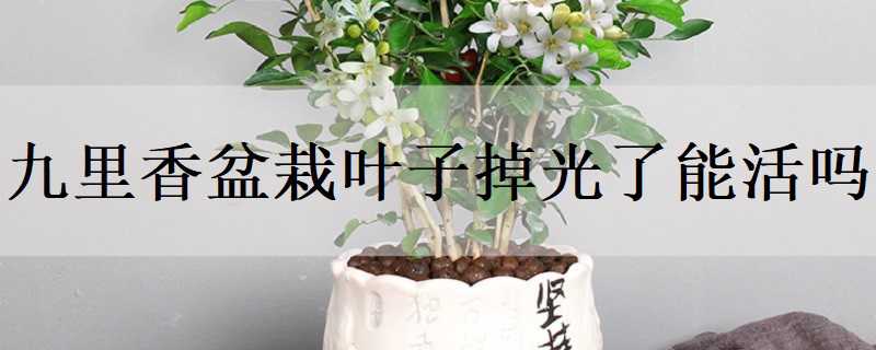 Ҷӵܻ