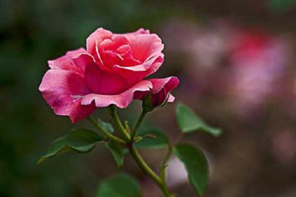 �¼�֦�����а�ɫ��ù����ô����