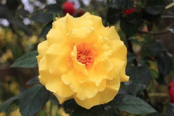 �¼�֦�����а�ɫ��ù����ô����