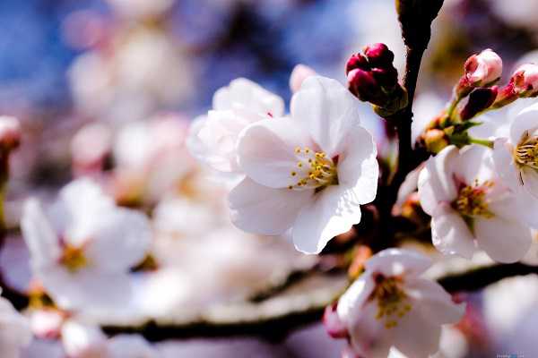 ƻ�������ܽ�ˮ��