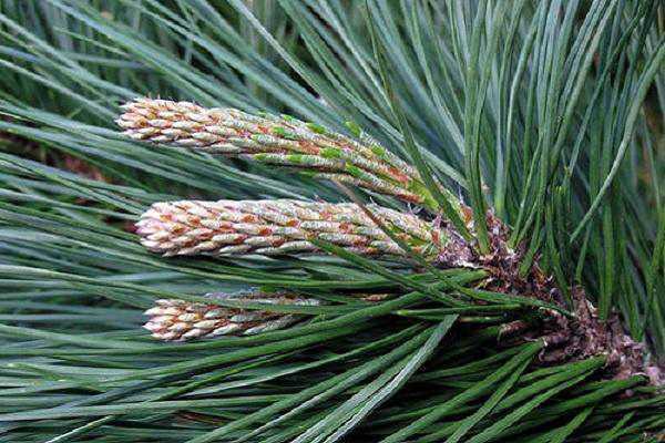 �����ɲ�Ǥ������� ���Ǥ�己ֳ