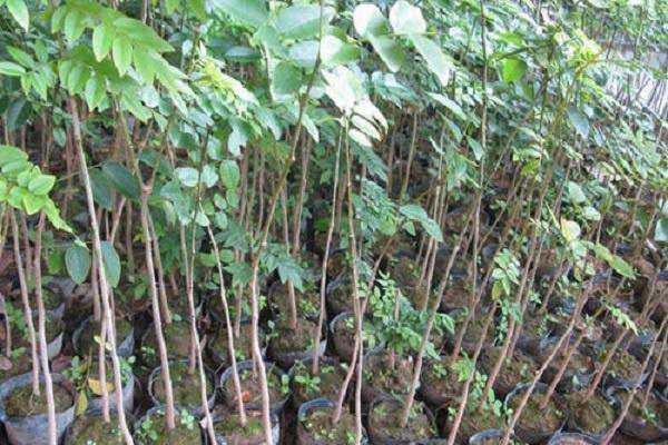 ʮ��ƻ������Ǯһ�� �۸�󲻹�