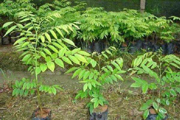 ʮ��ƻ������Ǯһ�� �۸�󲻹�